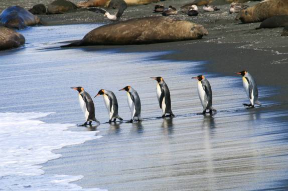 Um grupo de piinguins rei caminha para o mar em Gold Harbour, na Geórgia do Sul (foto de Steve Denver)